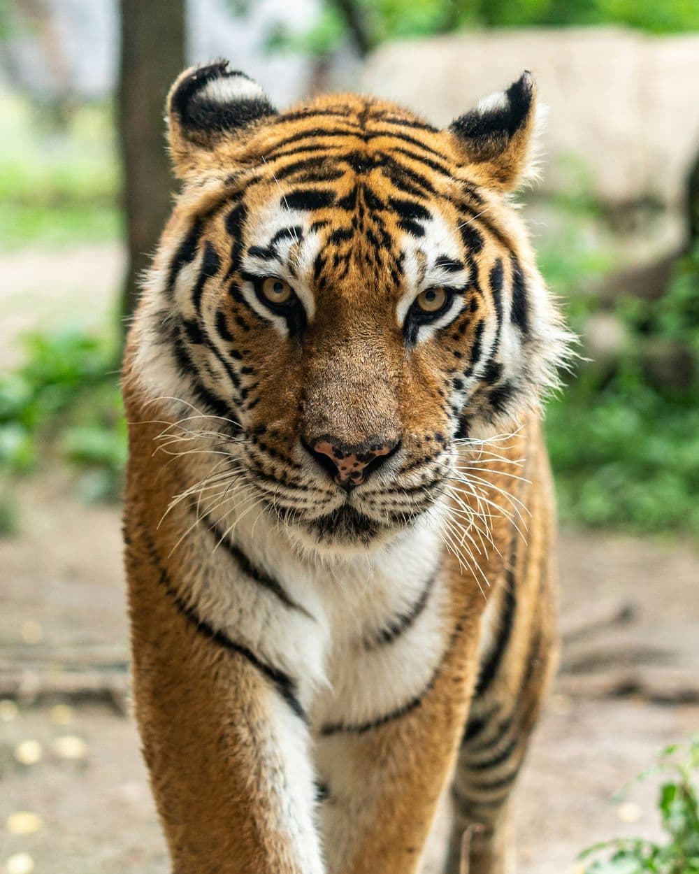 Bengal tiger portrait